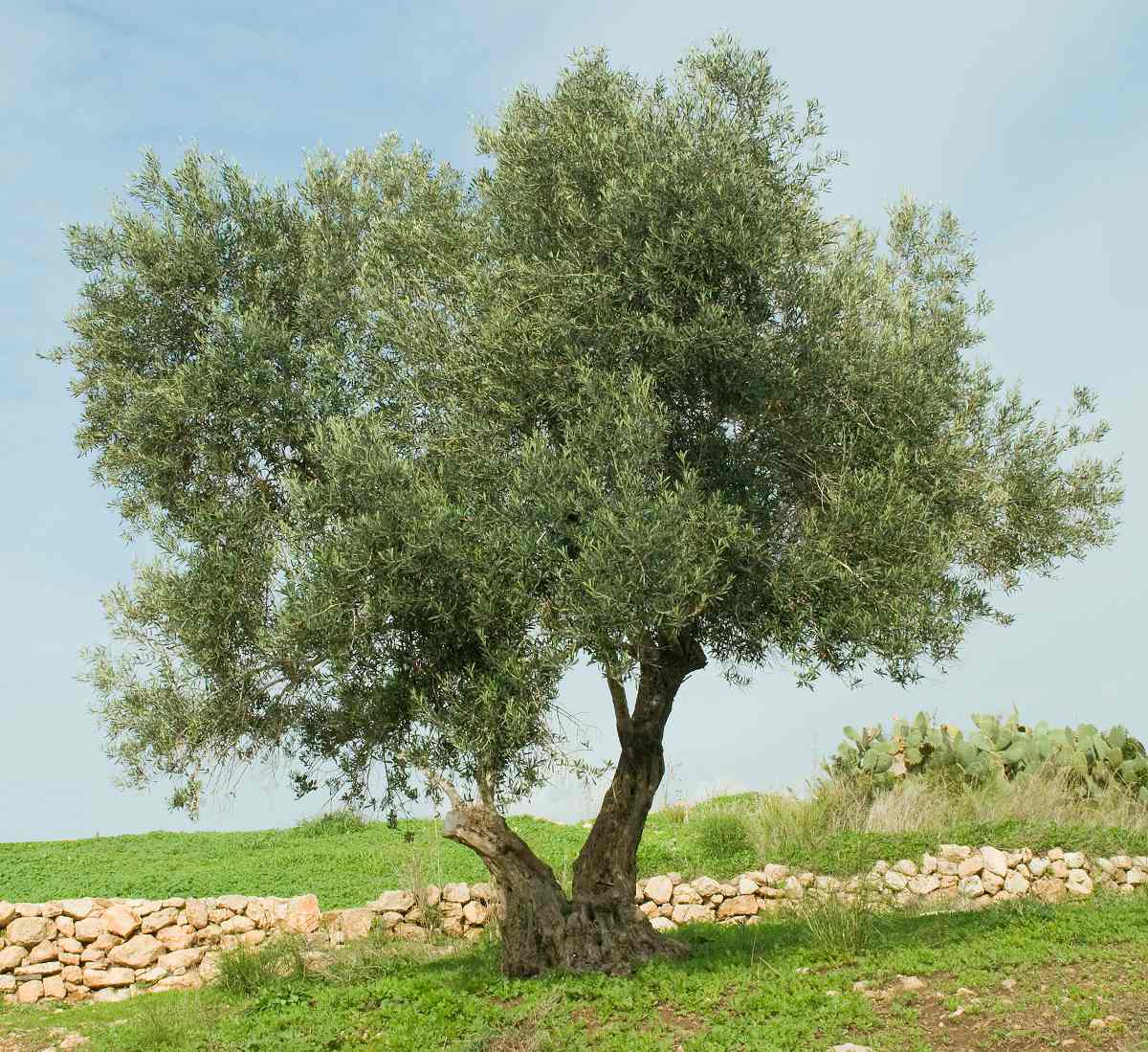 Comment savoir si un olivier est mort