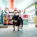 black dog walking in front of store