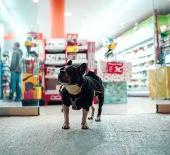 black dog walking in front of store