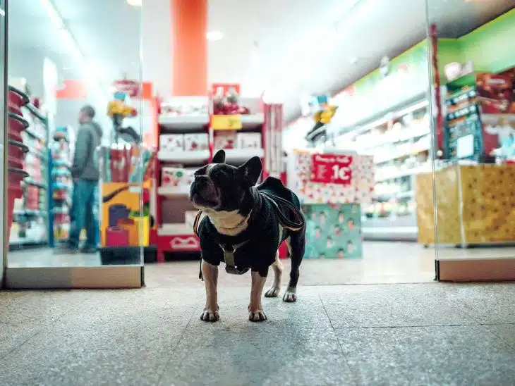 black dog walking in front of store