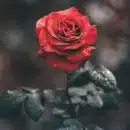 red rose with droplets