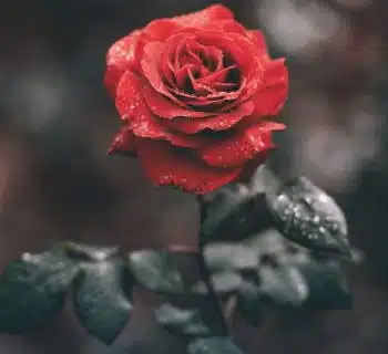 red rose with droplets