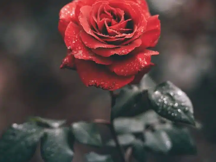 red rose with droplets